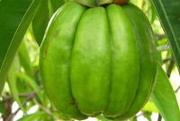 Порошок плодов гарцинии камбоджийской